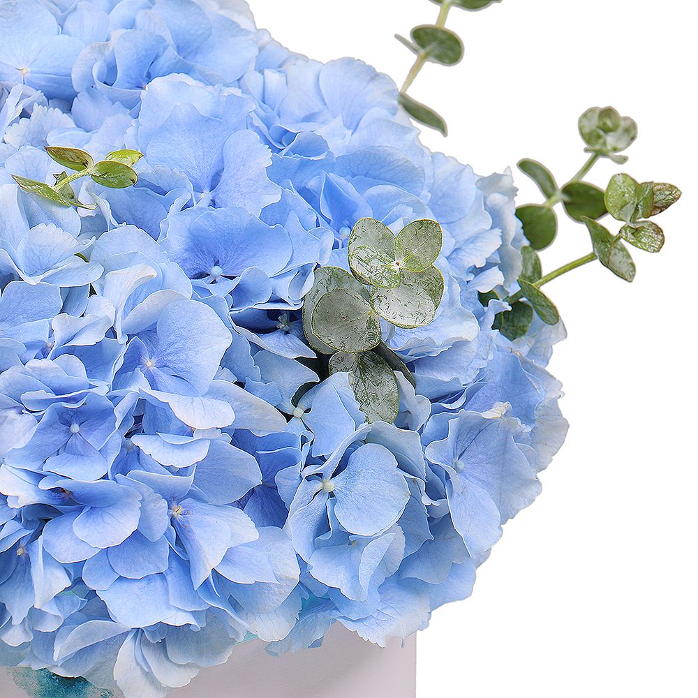 Blue hydrangea in a box