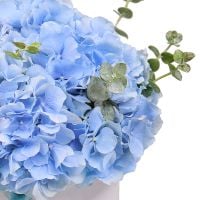 Blue hydrangea in a box Klagenfurt