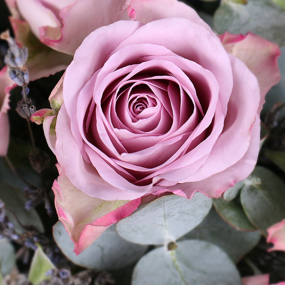 Roses and lavender 0 $