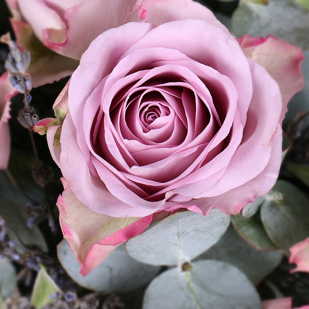 Roses and lavender Roses and lavender