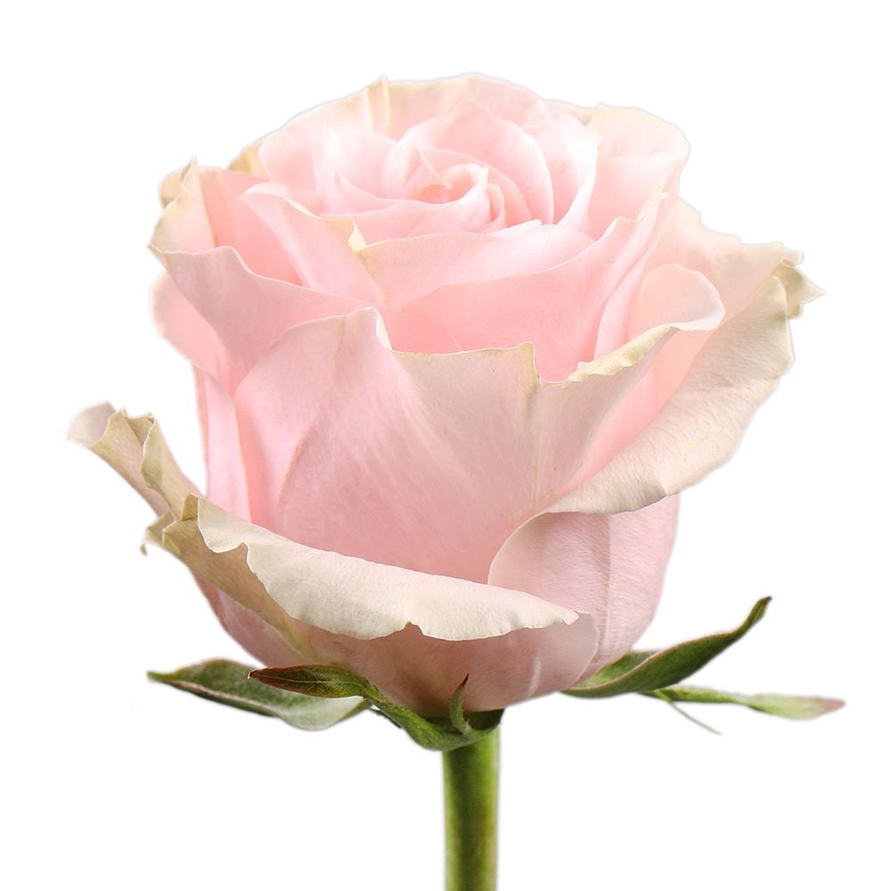 Троянда Pink Mondial поштучно