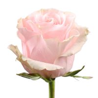 Троянда Pink Mondial поштучно