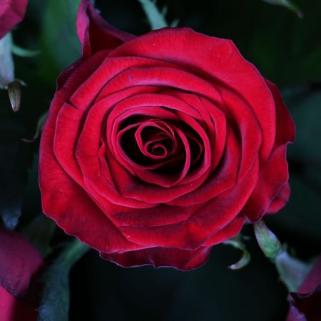 101 импортная красная роза