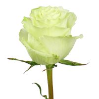 Букет Преміум троянда Лимонад поштучно