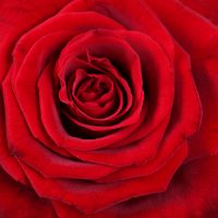 Поэзия 21 роза
