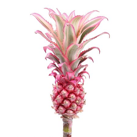 Pineapple pink by the piece Wurzburg