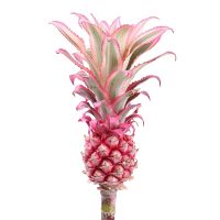 Pineapple pink by the piece