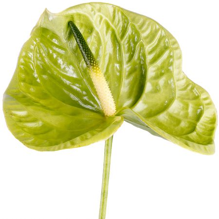 Anthurium green piece Magdeburg