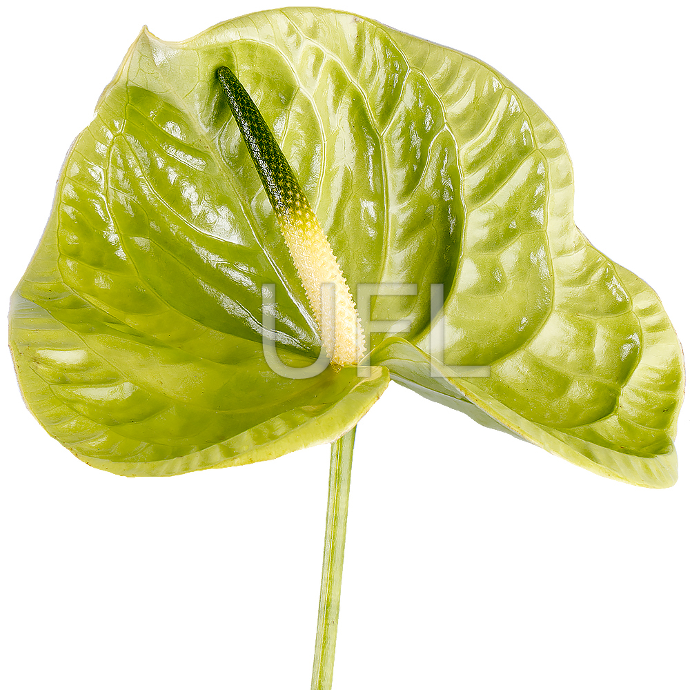 Anthurium green piece