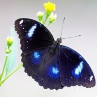 Butterfly - Hypolimnas bolina