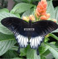 Butterfly Papilio lowi