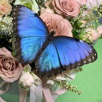  Bouquet Butterfly Morpho
														