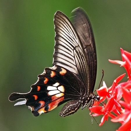 Butterfly Papilio polytes