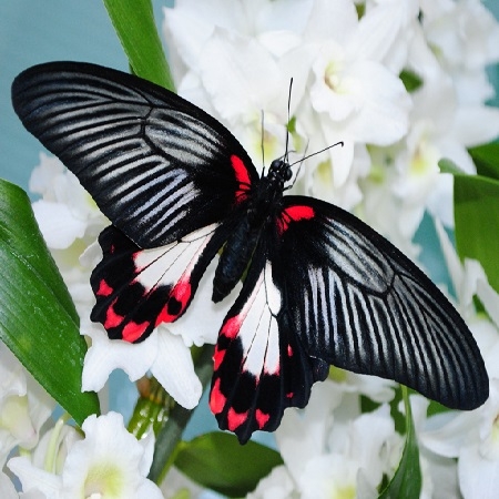Бабочка Парусник Румянцева