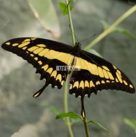 Butterfly Papilio thoas