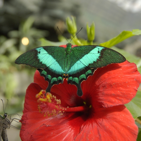 Метелик Зеленополосий метелик-павич
