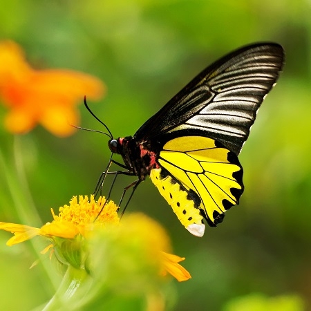 Бабочка Птицекрылка золотистая