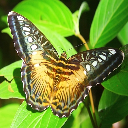 Butterfly - Parthenos sylvia