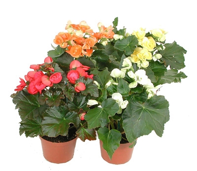 Bouquet of flowers Begonia
													