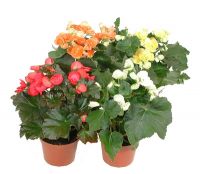 Bouquet of flowers Begonia
														