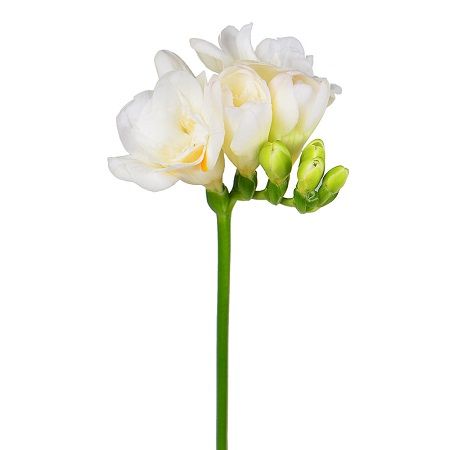 White freesia by the piece Koria