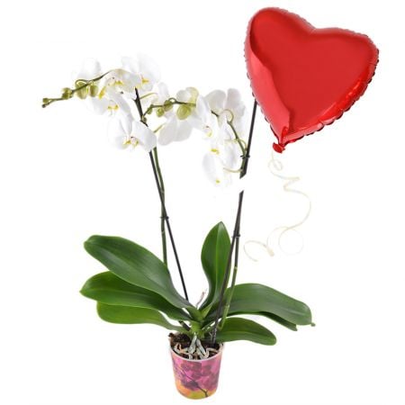 Белая орхидея + шарик сердце Бонн