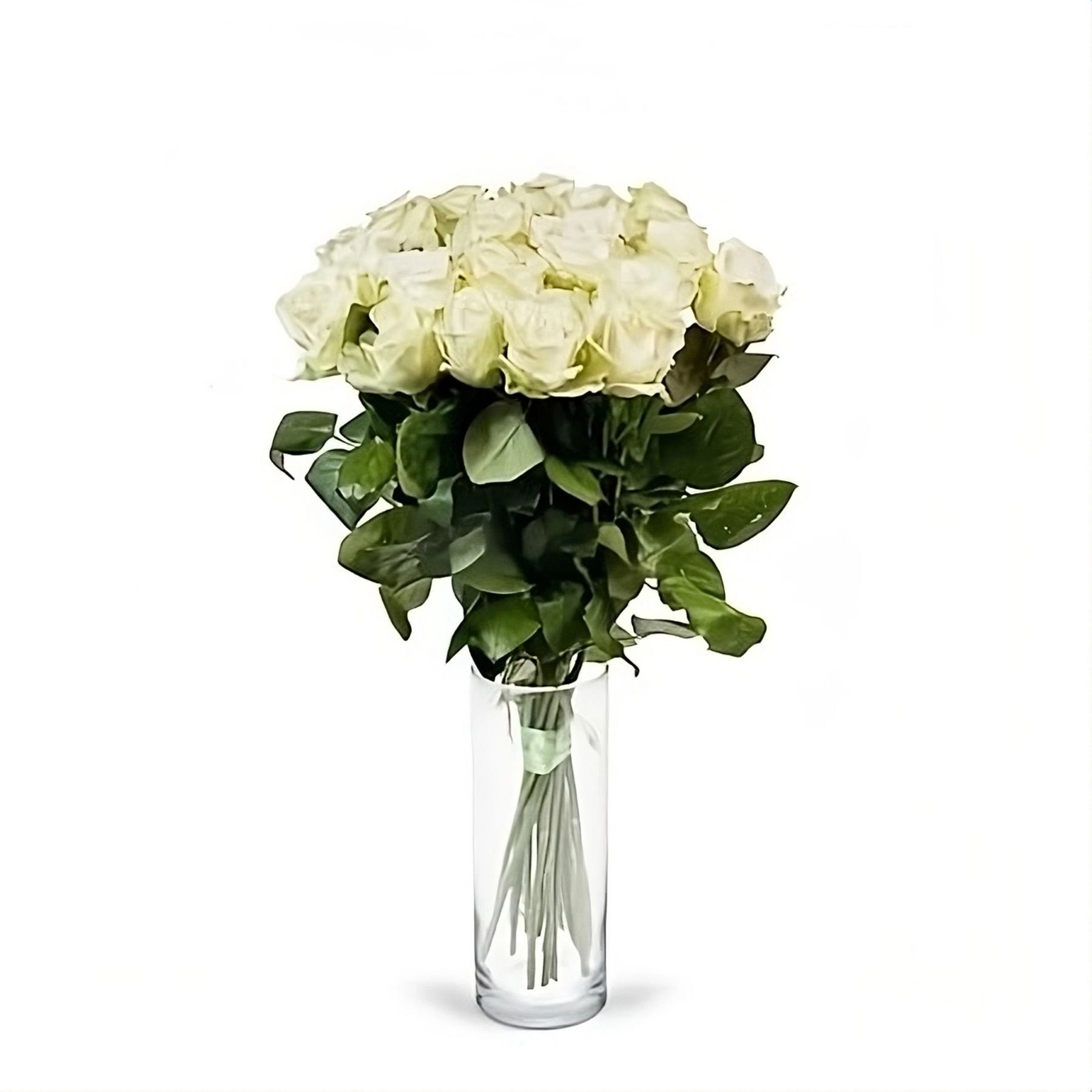 White rose 50cm Vishnevoe
