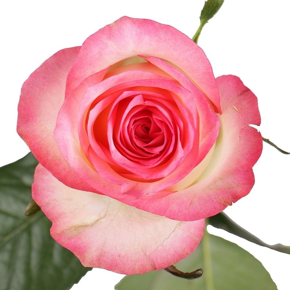 Premium white-pink roses by the piece Zurzach