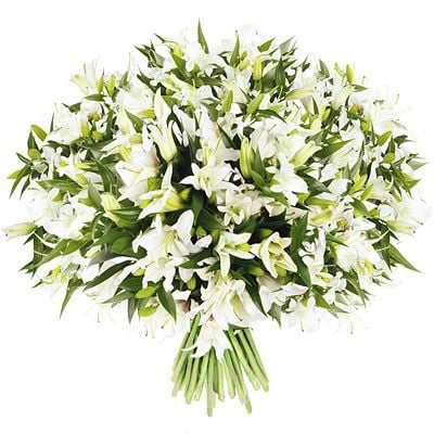 White lilies Greenmount