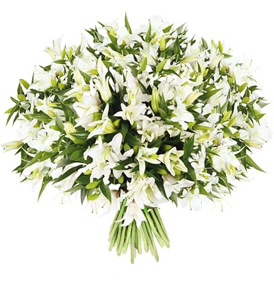 White lilies Lavagna
