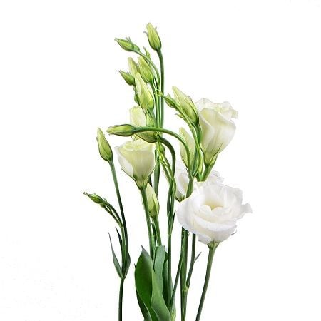 White eustoma by the piece