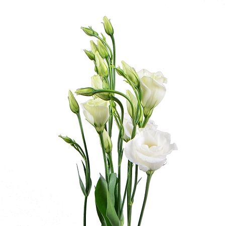 White eustoma by the piece Tunis