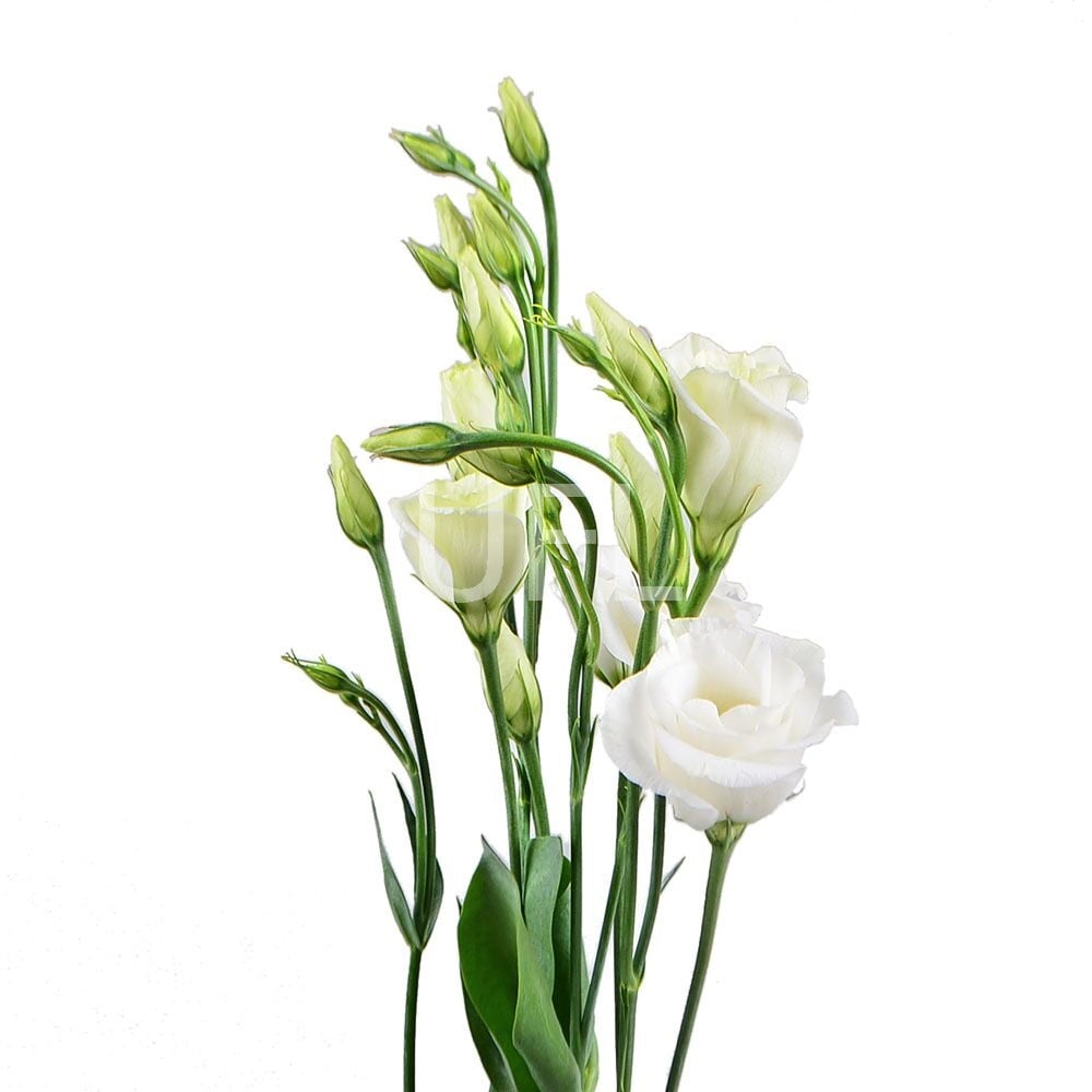 White eustoma by the piece Kiev