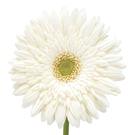 White gerberas by the piece Gamilton (New Zealand)