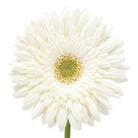 White gerberas by the piece