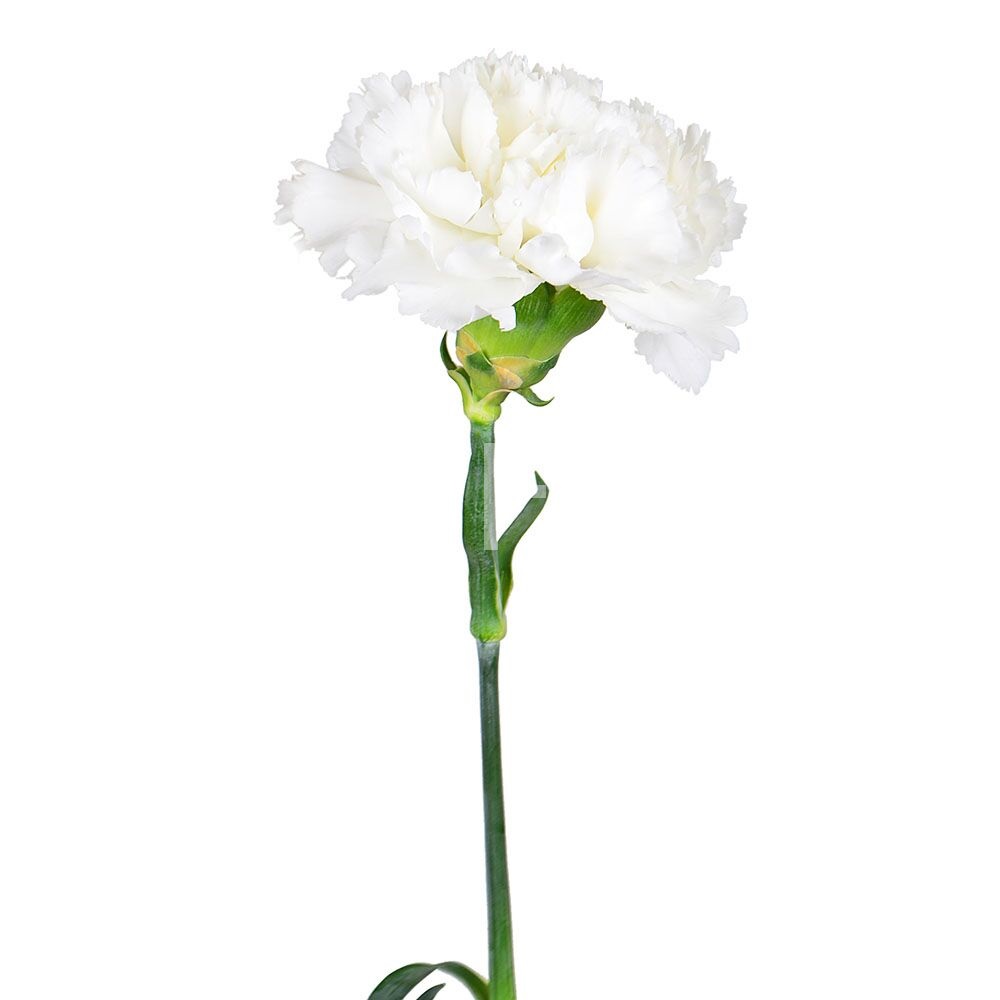 White carnations by the piece Vishnevoe