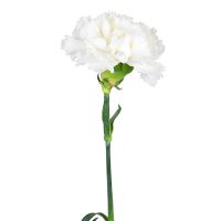 White carnations by the piece