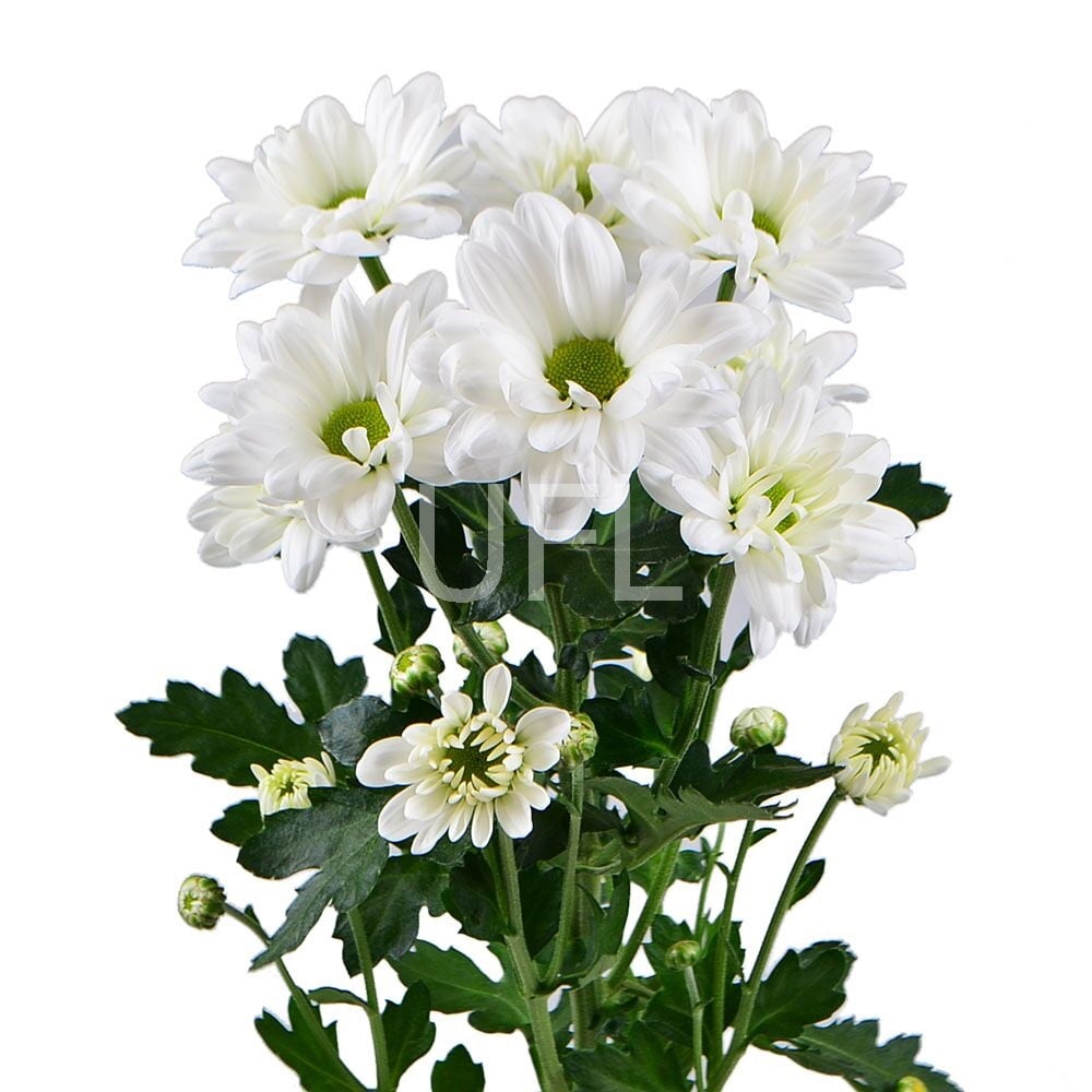 Белые хризантемы поштучно (ветка) Бат