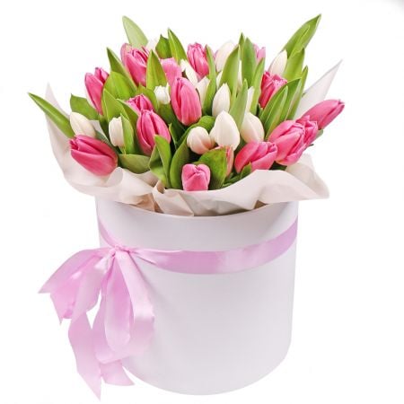 Pink and white tulips in a box Gamilton (New Zealand)