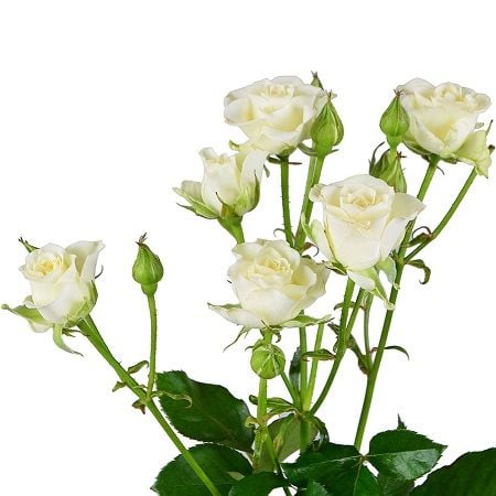 Белые кустовые розы поштучно Клайтеро