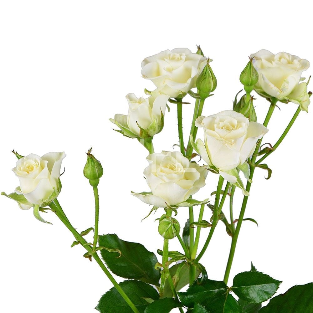 Белые кустовые розы поштучно Бибо