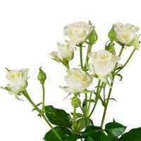 White spay roses by the piece Izyaslav