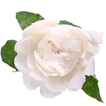 White peonies by piece Verona