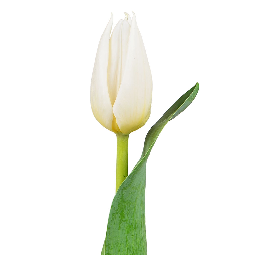 White tulips by the piece Scopie