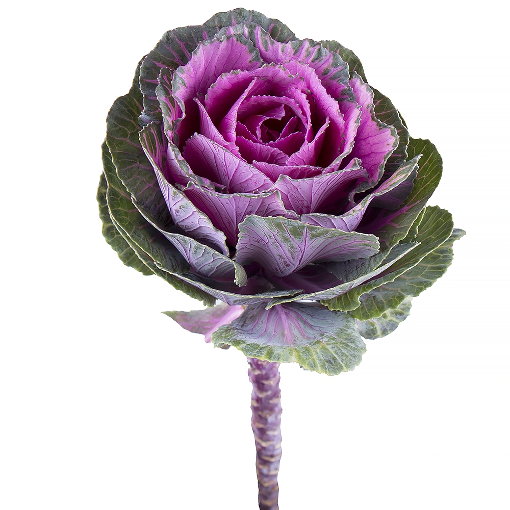  Bouquet Brassica piece
													