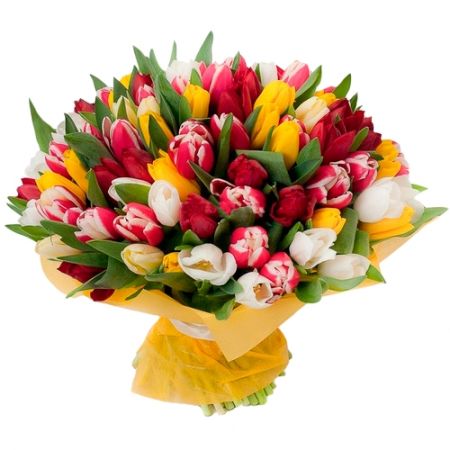 Bouquet of 75 toulips Krivoy Rog