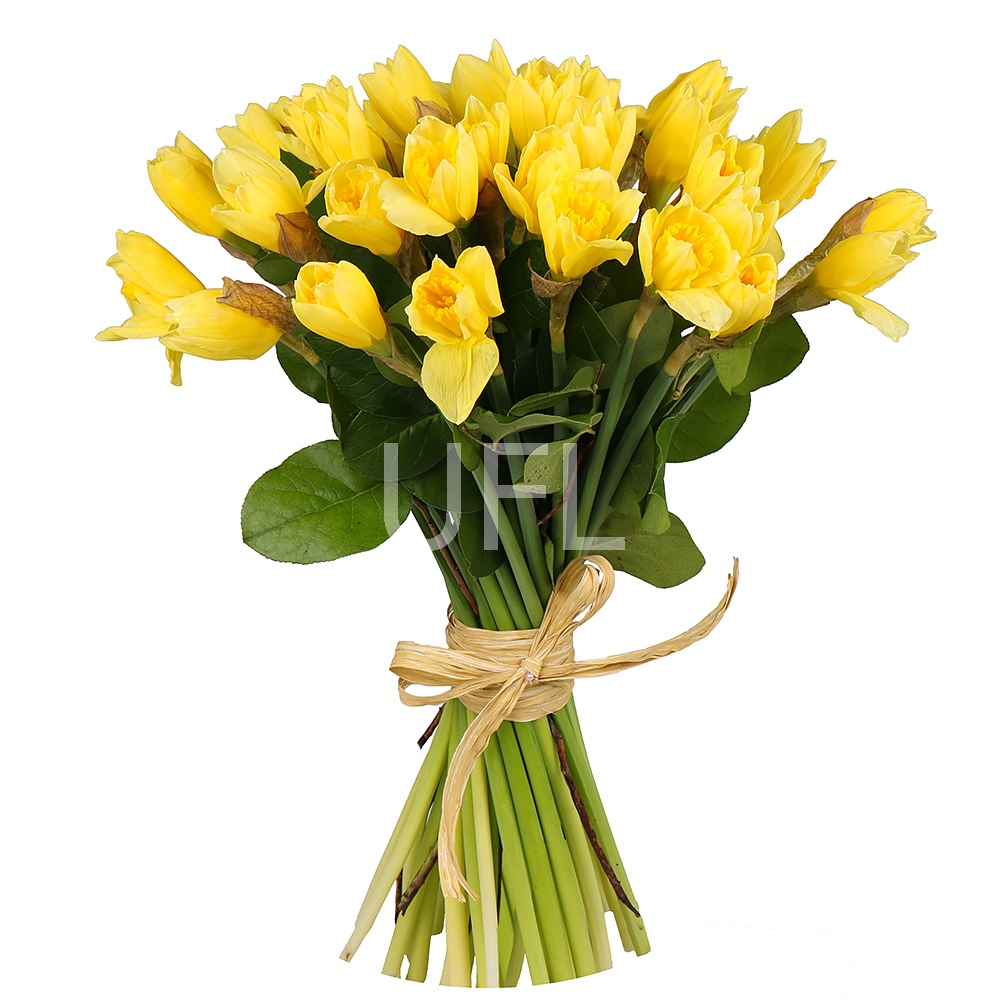 Bouquet of daffodils (35 pcs.) Vishnevoe