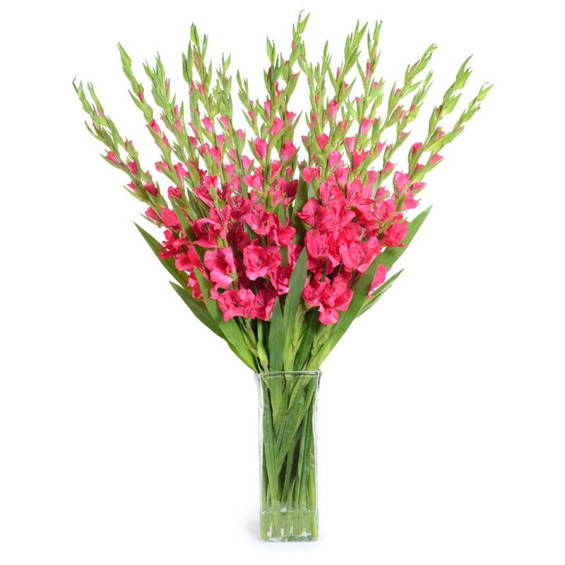 Pink gladiolus Vishnevoe