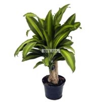 Bouquet of flowers Dracena <!-- Minsk -->
														