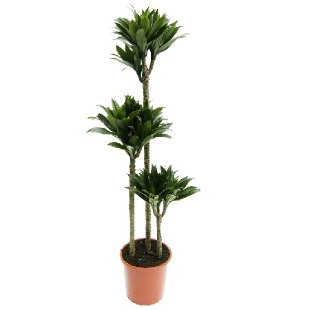 Dracaena Compacta (above 1m) Dracaena Compacta (above 1m)